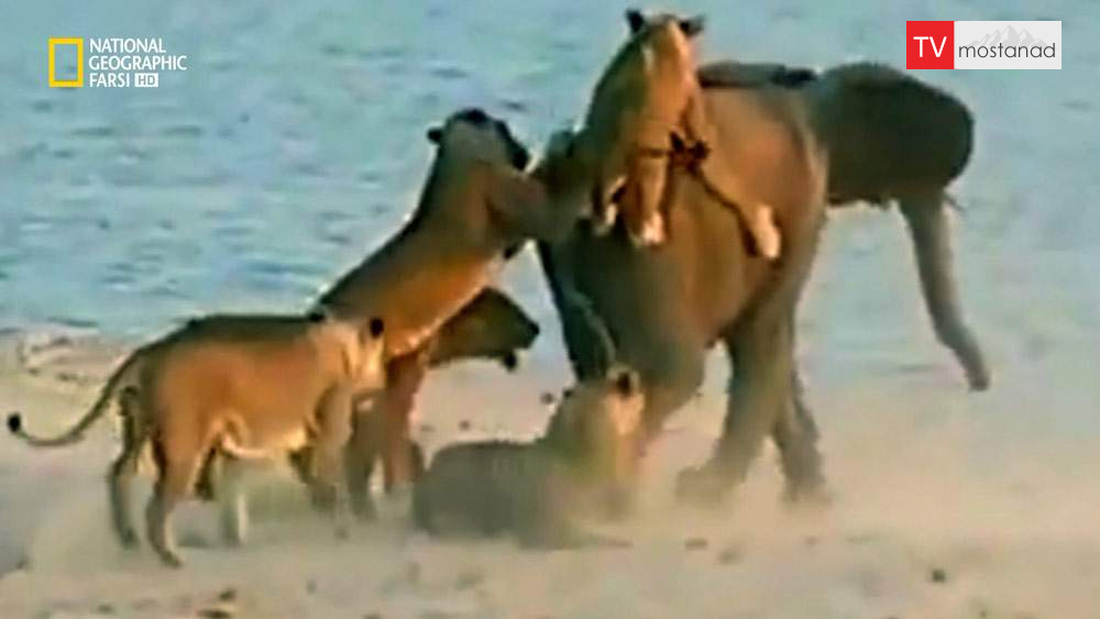 دانلود مستند شب نبرد حیوانات – 2 با دوبله شبکه نشنال جئوگرافی فارسی از مجموعه شب نبرد حیوانات دانلود مستند شب نبرد حیوانات - 2 با دوبله شبکه نشنال جئوگرافی فارسی از مجموعه شب نبرد حیوانات