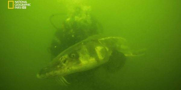 دانلود مستند هیولای سبز با دوبله شبکه نشنال جئوگرافی فارسی از مجموعه ماهی غول پیکر