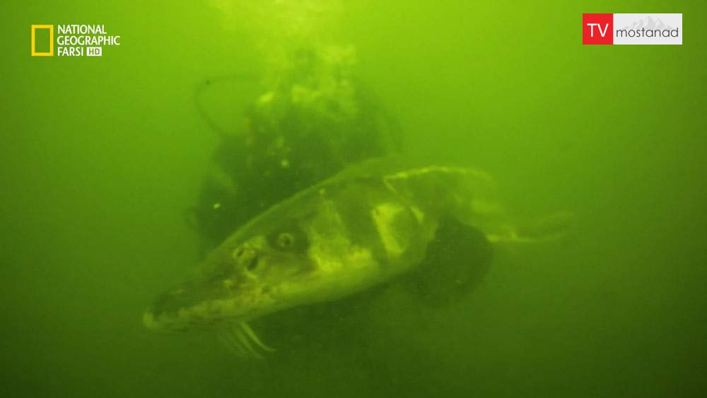 دانلود مستند هیولای سبز با دوبله شبکه نشنال جئوگرافی فارسی از مجموعه ماهی غول پیکر دانلود مستند هیولای سبز با دوبله شبکه نشنال جئوگرافی فارسی از مجموعه ماهی غول پیکر