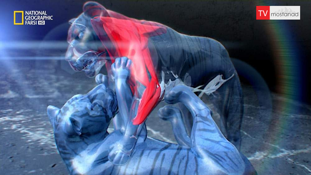 دانلود مستند شب نبرد حیوانات – 3 با دوبله شبکه نشنال جئوگرافی فارسی از مجموعه شب نبرد حیوانات دانلود مستند شب نبرد حیوانات - 3 با دوبله شبکه نشنال جئوگرافی فارسی از مجموعه شب نبرد حیوانات