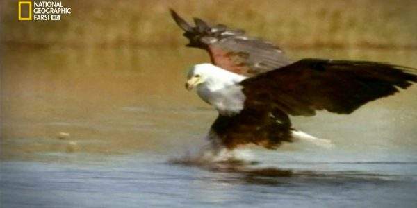 دانلود مستند خرس های گریزلی،گواناکو ها، سوسک ها از مجموعه باشگاه نبرد حیوانات