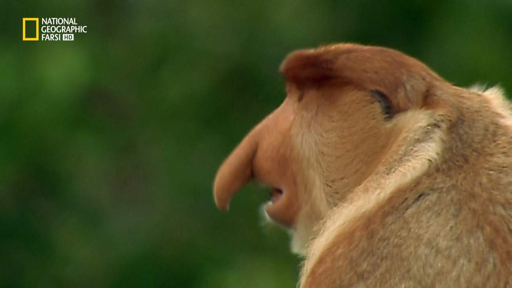 دانلود مستند جهان گمشده پاپوا از مجموعه حیات وحش اندونزی