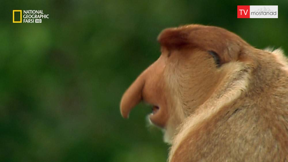 دانلود مستند جهان گمشده پاپوا از مجموعه حیات وحش اندونزی دانلود مستند جهان گمشده پاپوا از مجموعه حیات وحش اندونزی