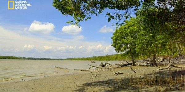 دانلود مستند جزیره ی هیولاها از مجموعه حیات وحش اندونزی