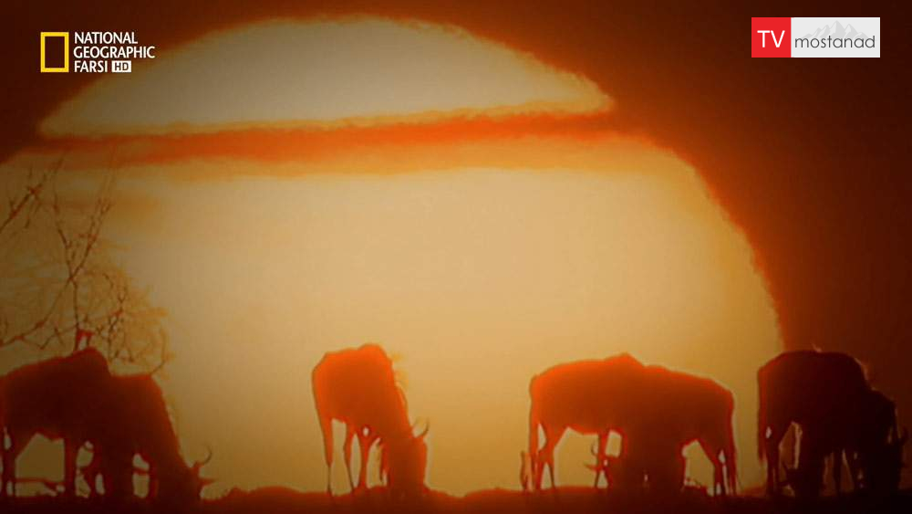 دانلود مستند پلنگ ها، گراز ها، میگوی پیستول از مجموعه باشگاه نبرد حیوانات دانلود مستند پلنگ ها، گراز ها، میگوی پیستول از مجموعه باشگاه نبرد حیوانات