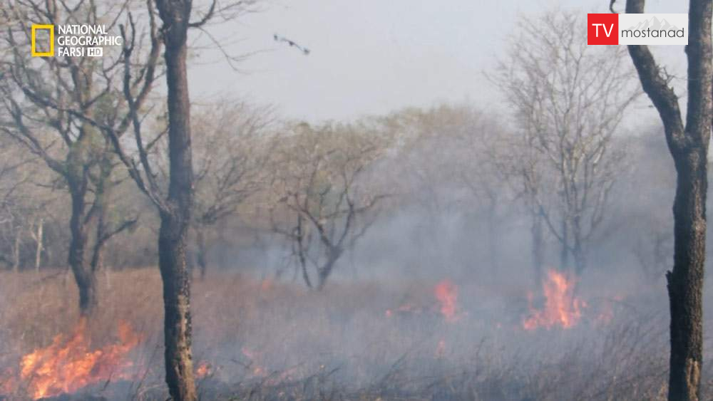 دانلود مستند تولد دوباره حیات وحش آفریقا – 3 از مجموعه تولد دوباره حیات وحش آفریقا دانلود مستند تولد دوباره حیات وحش آفریقا - 3 از مجموعه تولد دوباره حیات وحش آفریقا