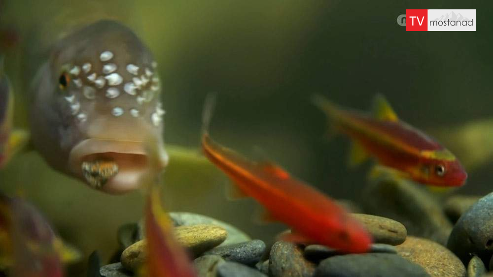 دانلود مستند می سی سی پی از مجموعه رودخانه های عظیم دانلود مستند می سی سی پی از مجموعه رودخانه های عظیم