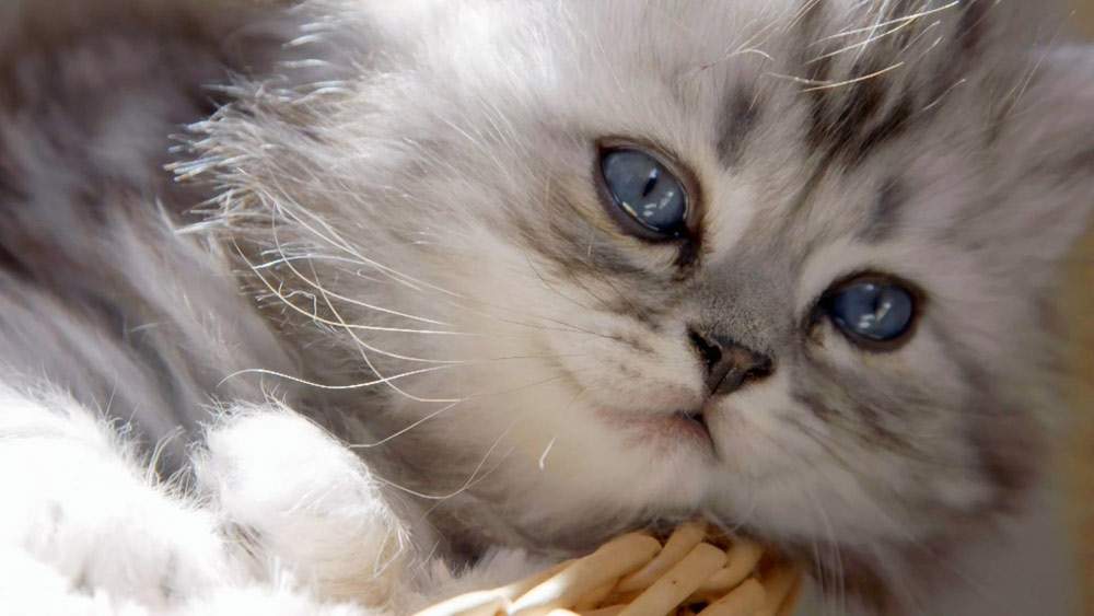 دانلود مجموعه مستند سگ‌ها و گربه‌های کوچولو با دوبله فارسی manoto