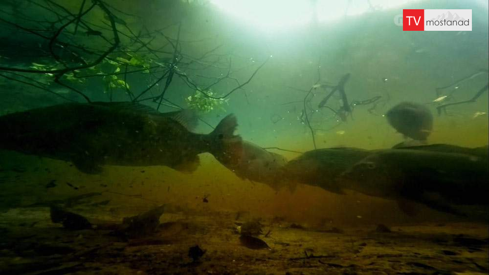 دانلود مستند آمازون از مجموعه رودخانه های عظیم