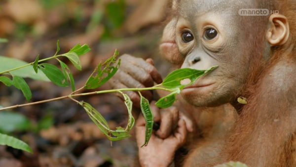 دانلود مستند نجات اورانگوتان ها از مجموعه اسرار حیات وحش