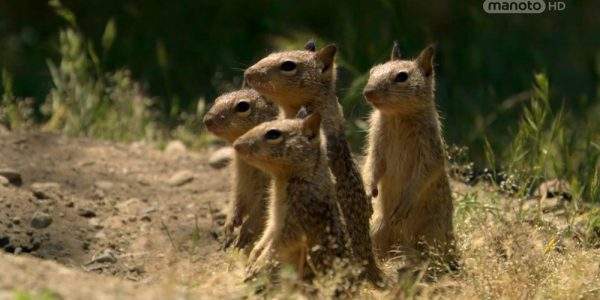 دانلود مستند سنجاب های باهوش از مجموعه اسرار حیات وحش