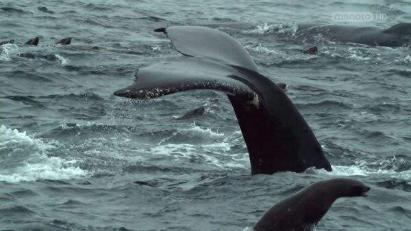 دانلود مستند نهنگ گوژپشت از مجموعه اسرار حیات وحش