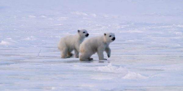دانلود مستند بچه خرس قطبی از مجموعه ویژه برنامه با دوبله شبکه منوتو
