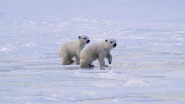 دانلود مستند بچه خرس قطبی از مجموعه ویژه برنامه با دوبله شبکه منوتو