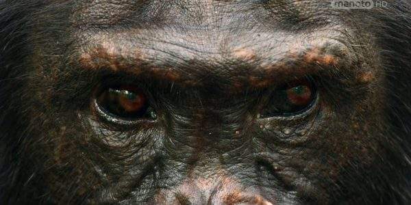 دانلود مستند شامپانزه از مجموعه خاندان وحش با دوبله شبکه منوتو