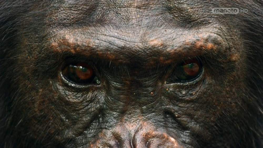 دانلود مستند شامپانزه از مجموعه خاندان وحش با دوبله شبکه منوتو