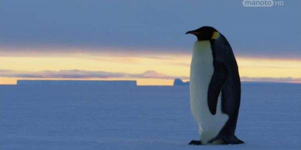 دانلود مستند پنگوئن از مجموعه خاندان وحش با دوبله شبکه منوتو