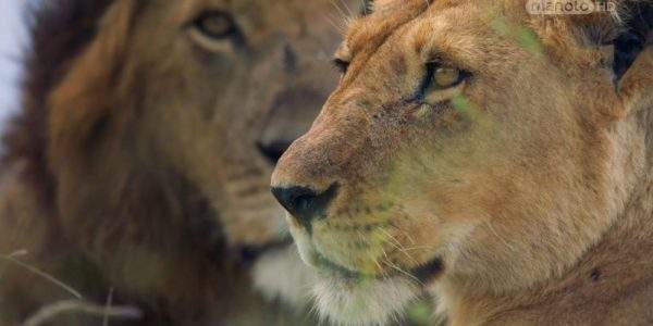 دانلود مستند شیر از مجموعه خاندان وحش با دوبله شبکه منوتو