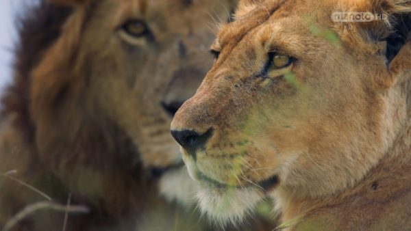 دانلود مستند شیر از مجموعه خاندان وحش با دوبله شبکه منوتو