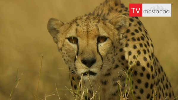 Serengeti – 1 دانلود مستند سرنگتی - 1 از مجموعه سرنگتی با دوبله شبکه منوتو