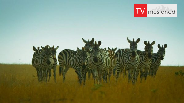 Serengeti -2 دانلود مستند سرنگتی - 2 از مجموعه سرنگتی با دوبله شبکه منوتو