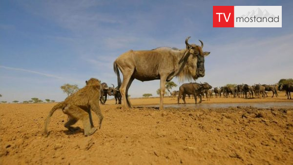 Serengeti -3 دانلود مستند سرنگتی - 3 از مجموعه سرنگتی با دوبله شبکه منوتو