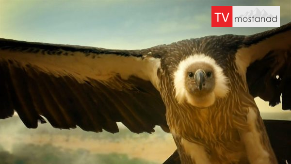 Serengeti -4 دانلود مستند سرنگتی - 4 از مجموعه سرنگتی با دوبله شبکه منوتو