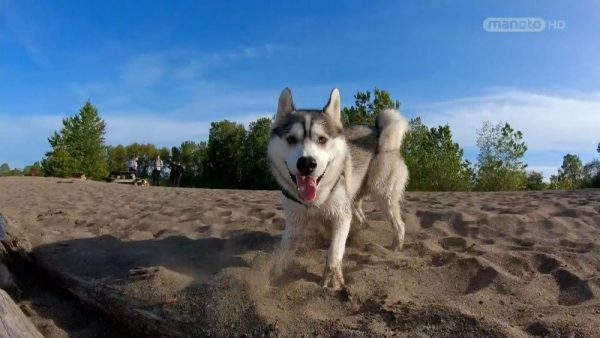 دانلود مستند مربیان سگ - 6 از مجموعه مربیان سگ با دوبله شبکه منوتو