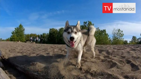 The Dog Dudes – 6 دانلود مستند مربیان سگ - 6 از مجموعه مربیان سگ با دوبله شبکه منوتو