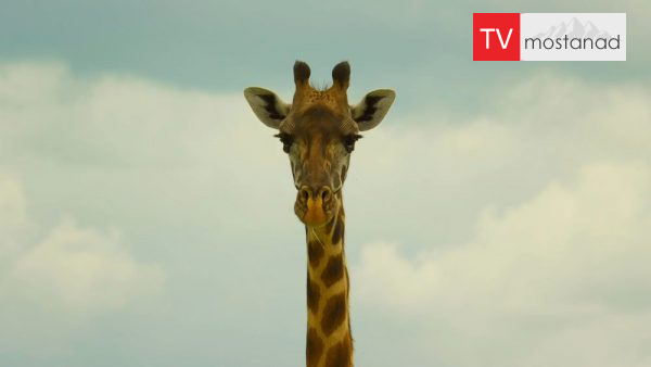 Serengeti -5 دانلود مستند سرنگتی - 5 از مجموعه سرنگتی با دوبله شبکه منوتو