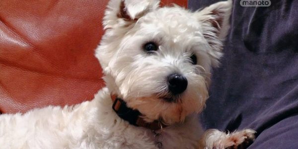 دانلود مستند دنیای سگ های کوچولو - 1 از مجموعه دنیای سگ های کوچولو با دوبله شبکه منوتو