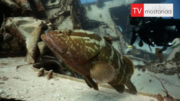 Cayman Islands دانلود مستند جزایر کیمن از مجموعه کاوشگران طبیعت با دوبله شبکه منوتو