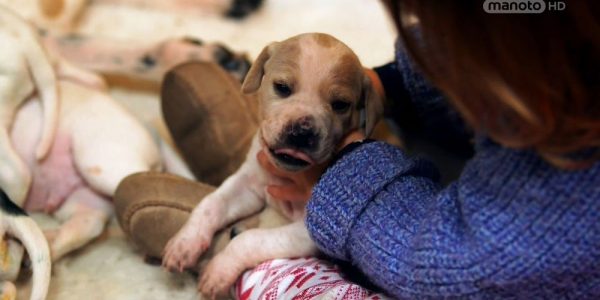 دانلود مستند دنیای سگ های کوچولو - 2 از مجموعه دنیای سگ های کوچولو با دوبله شبکه منوتو