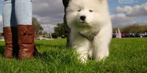 دانلود مستند دنیای سگ های کوچولو - 3 از مجموعه دنیای سگ های کوچولو با دوبله شبکه منوتو