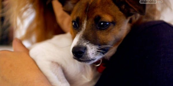 دانلود مستند دنیای سگ های کوچولو - 4 از مجموعه دنیای سگ های کوچولو با دوبله شبکه منوتو