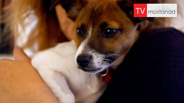 The Wonderful World of Puppies – 4 دانلود مستند دنیای سگ های کوچولو - 4 از مجموعه دنیای سگ های کوچولو با دوبله شبکه منوتو