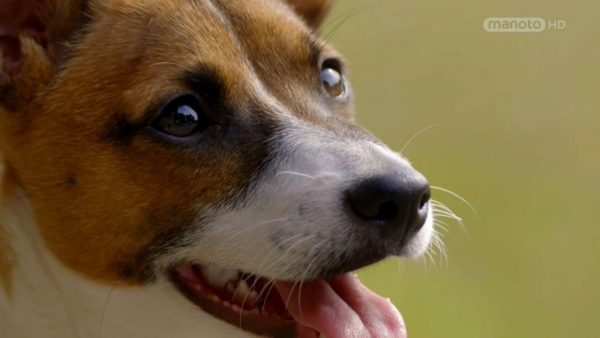 دانلود مستند دنیای سگ های کوچولو - 5 از مجموعه دنیای سگ های کوچولو با دوبله شبکه منوتو