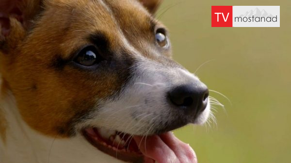 The Wonderful World of Puppies – 5 دانلود مستند دنیای سگ های کوچولو - 5 از مجموعه دنیای سگ های کوچولو با دوبله شبکه منوتو