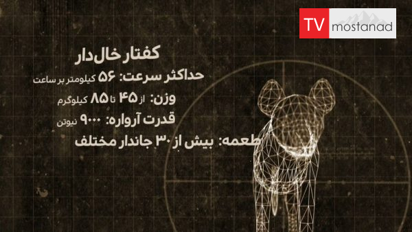 Predators Up Close with Joel Lambert lions دانلود مستند کفتارها از مجموعه شکارچیان درنده با جوئل لمبرت با دوبله شبکه منوتو