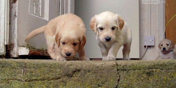 دانلود مستند دنیای سگ های کوچولو - 6 از مجموعه دنیای سگ های کوچولو با دوبله شبکه منوتو