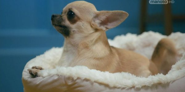 دانلود مستند 100 نژاد دوست داشتنی سگ ها - 3 از مجموعه 100 نژاد دوست داشتنی سگ ها با دوبله شبکه منوتو