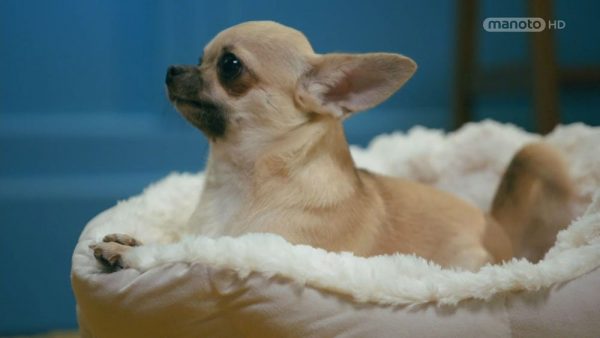 دانلود مستند 100 نژاد دوست داشتنی سگ ها - 3 از مجموعه 100 نژاد دوست داشتنی سگ ها با دوبله شبکه منوتو