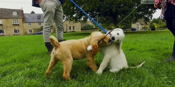 دانلود مستند دنیای سگ های کوچولو - 7 از مجموعه دنیای سگ های کوچولو با دوبله شبکه منوتو