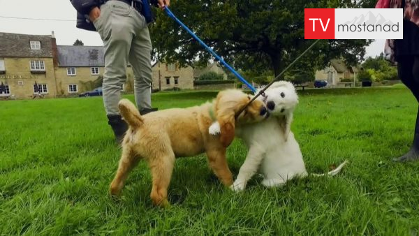 The Wonderful World of Puppies – 7 دانلود مستند دنیای سگ های کوچولو - 7 از مجموعه دنیای سگ های کوچولو با دوبله شبکه منوتو