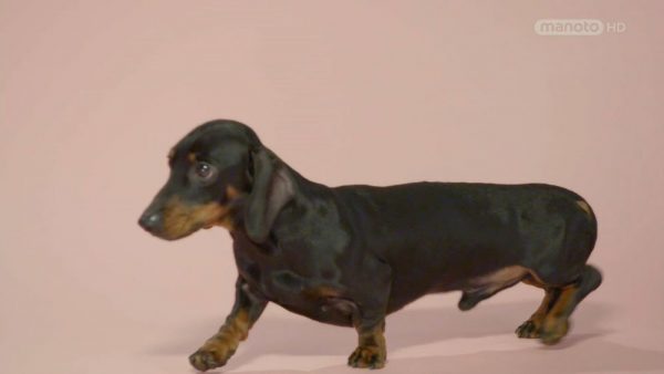 دانلود مستند 100 نژاد دوست داشتنی سگ ها - 4 از مجموعه 100 نژاد دوست داشتنی سگ ها با دوبله شبکه منوتو