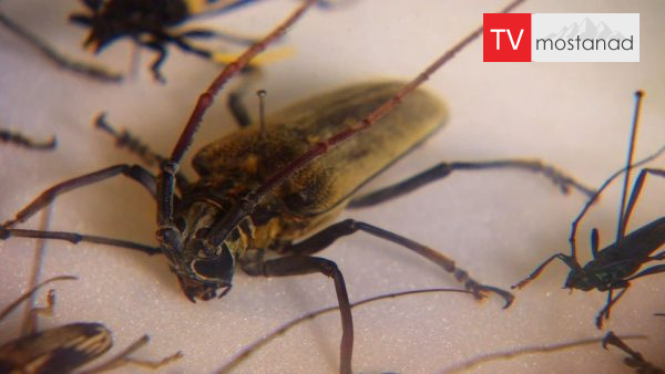 Truffle oil, insect and milk دانلود مستند روغن ترافل، حشرات و شیر از مجموعه دنیای ناشناخته خوراکی ها با دوبله شبکه منوتو