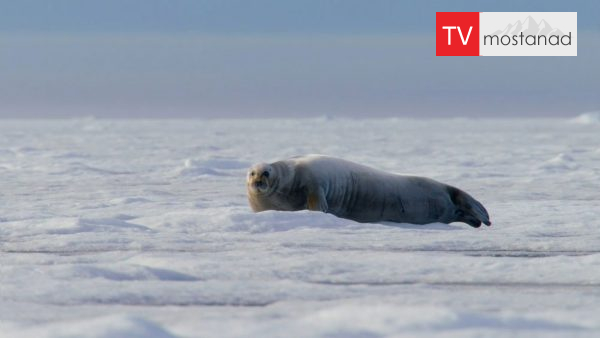 The Hunt – 2 دانلود مستند شکار - 2 از مجموعه شکار با دوبله شبکه منوتو