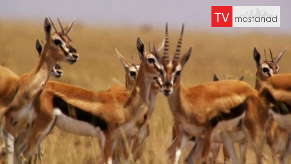 The Hunt – 4 دانلود مستند شکار - 4 از مجموعه شکار با دوبله شبکه منوتو