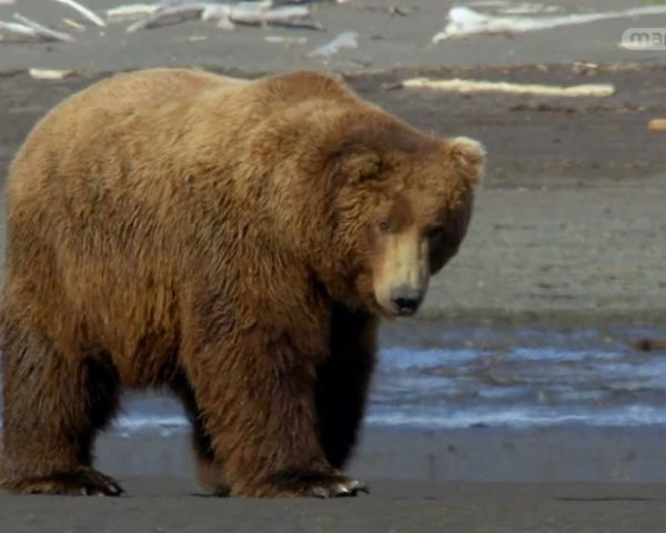 دانلود مستند ملاقات با خرس ها از مجموعه اسرار حیات وحش با دوبله شبکه منوتو
