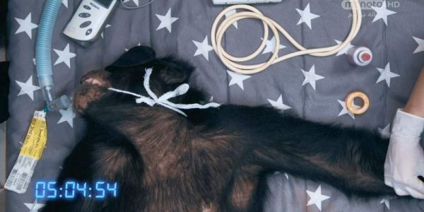 دانلود مستند شامپانزه از مجموعه جراحی شگفت انگیز حیوانات با دوبله شبکه منوتو